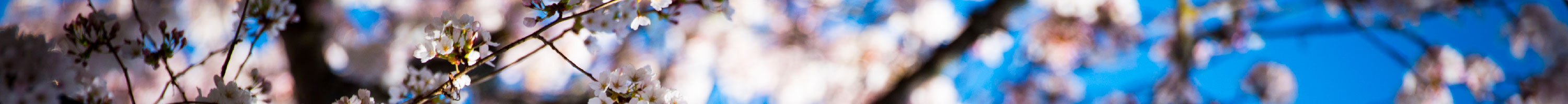 Cherry Blossoms